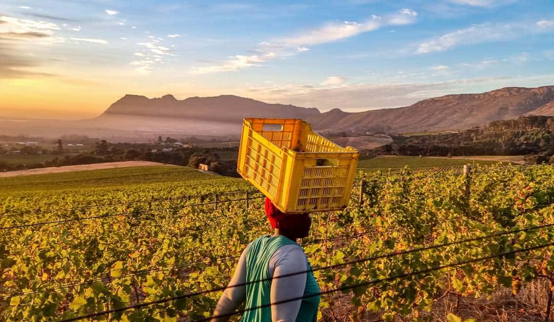 A vineyard in South Africa